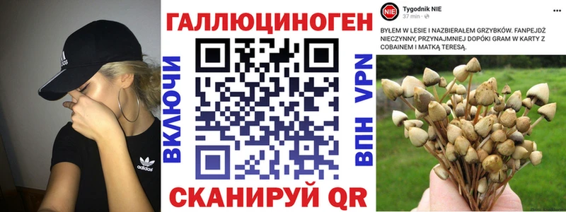 купить   Энем  Галлюциногенные грибы Psilocybine cubensis 